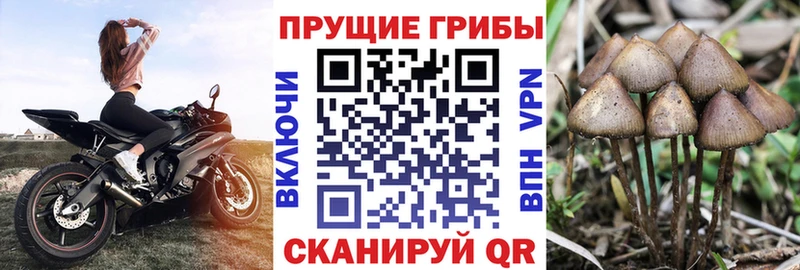 Галлюциногенные грибы Psilocybe  Саранск 